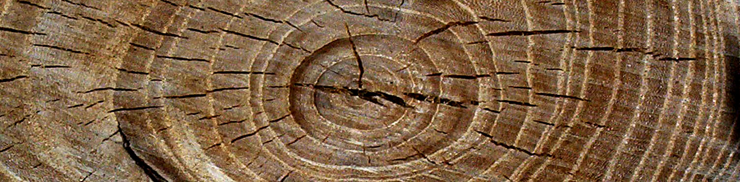 Tree rings banner